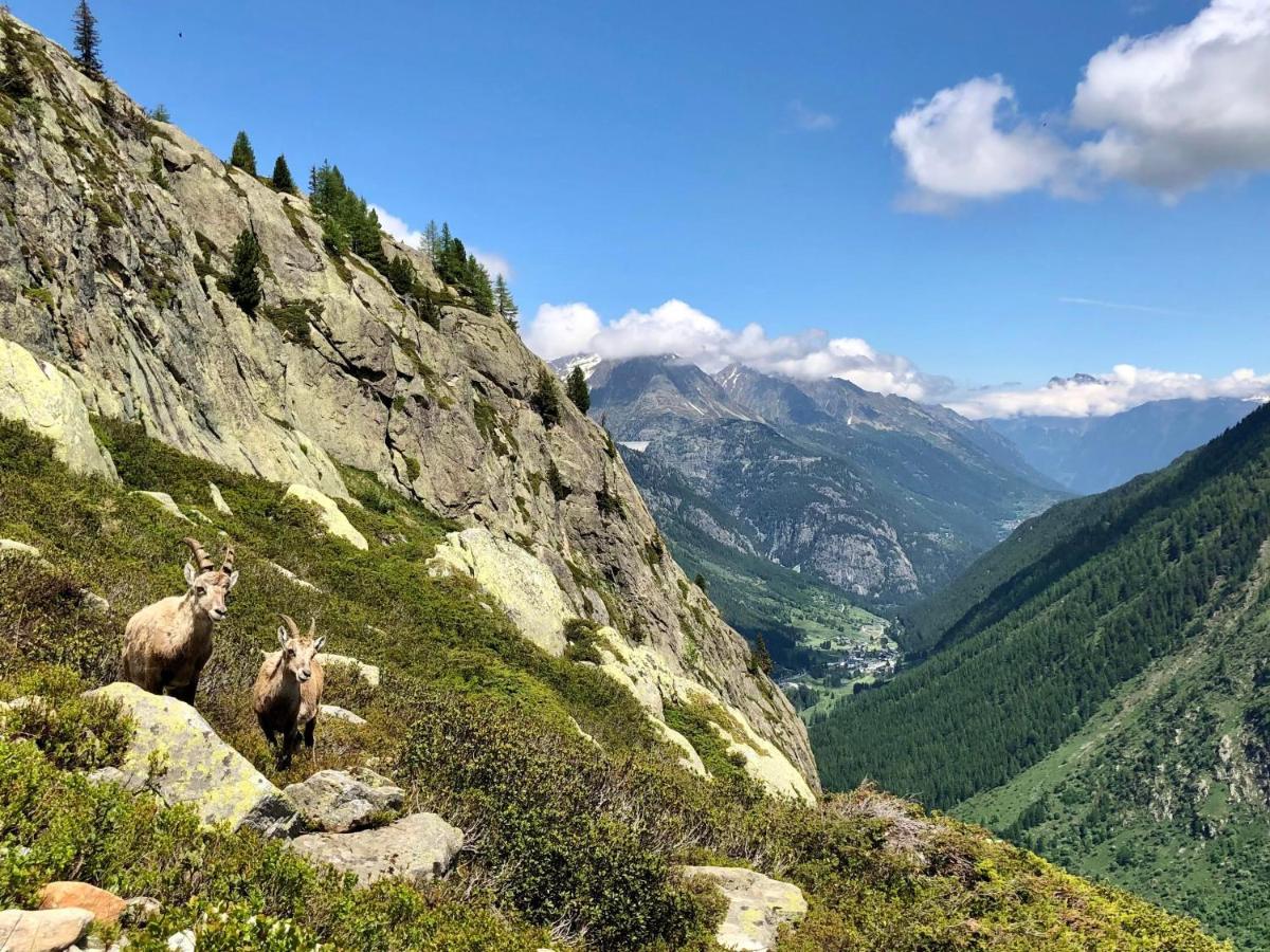 Viachamonix I Confort & Nature, Skis Aux Pieds